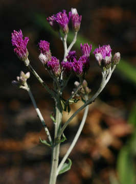 Imagem de Hilliardiella oligocephala (DC.) H. Robinson