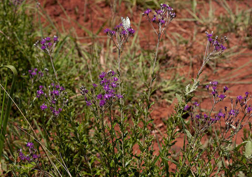 Image of Hilliardiella oligocephala (DC.) H. Robinson