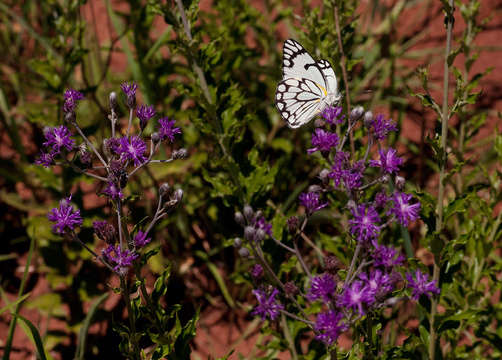 Imagem de Hilliardiella oligocephala (DC.) H. Robinson