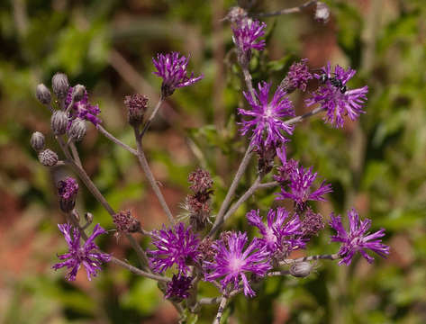 Imagem de Hilliardiella oligocephala (DC.) H. Robinson