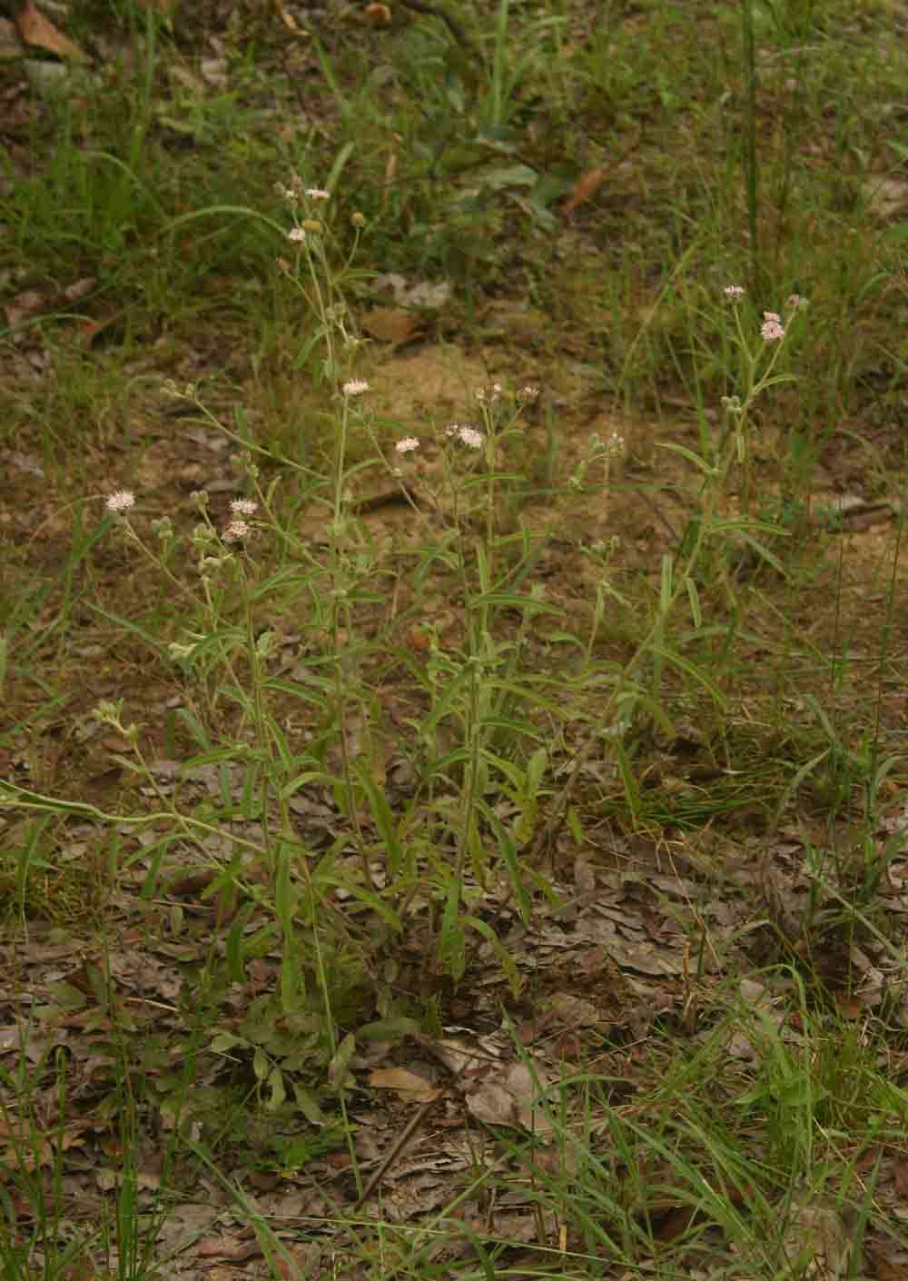 Sivun Vernoniastrum kuva