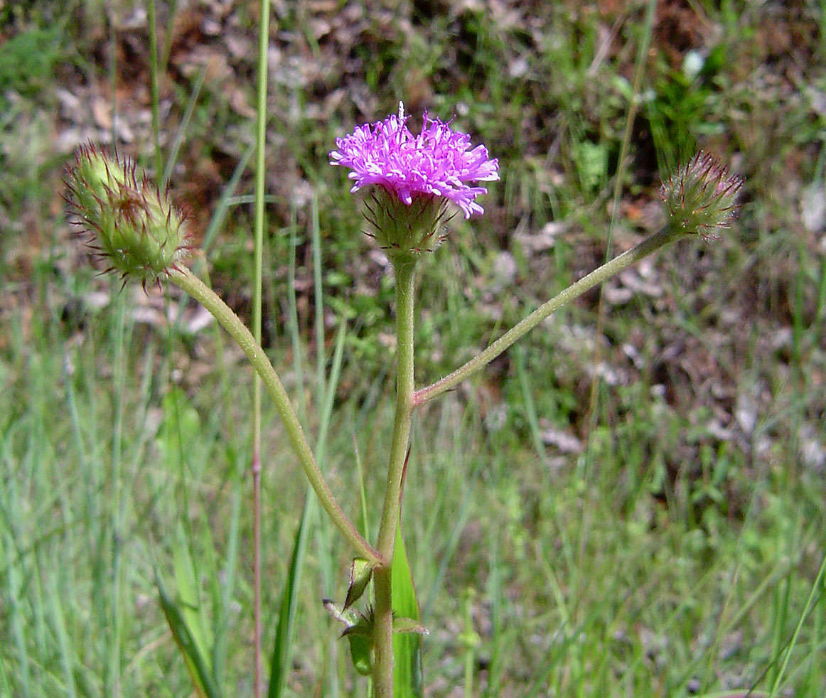 Image of Vernoniastrum