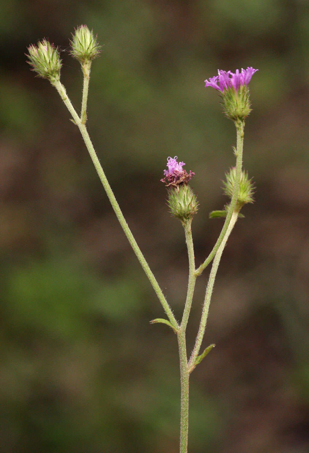 Image of Vernoniastrum