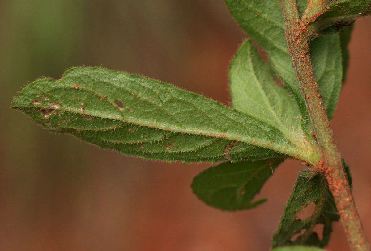 Sivun Vernoniastrum kuva