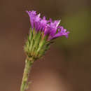 Sivun Vernoniastrum latifolium (Steetz) H. Robinson kuva