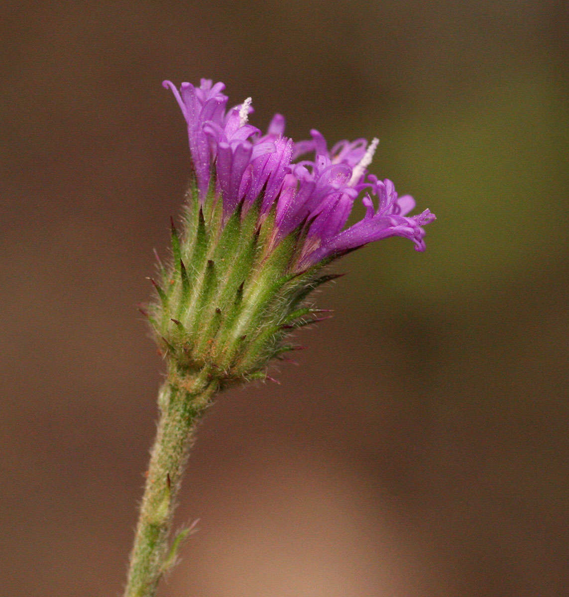 Image of Vernoniastrum