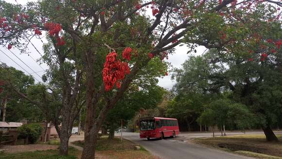 Image of crybabytree