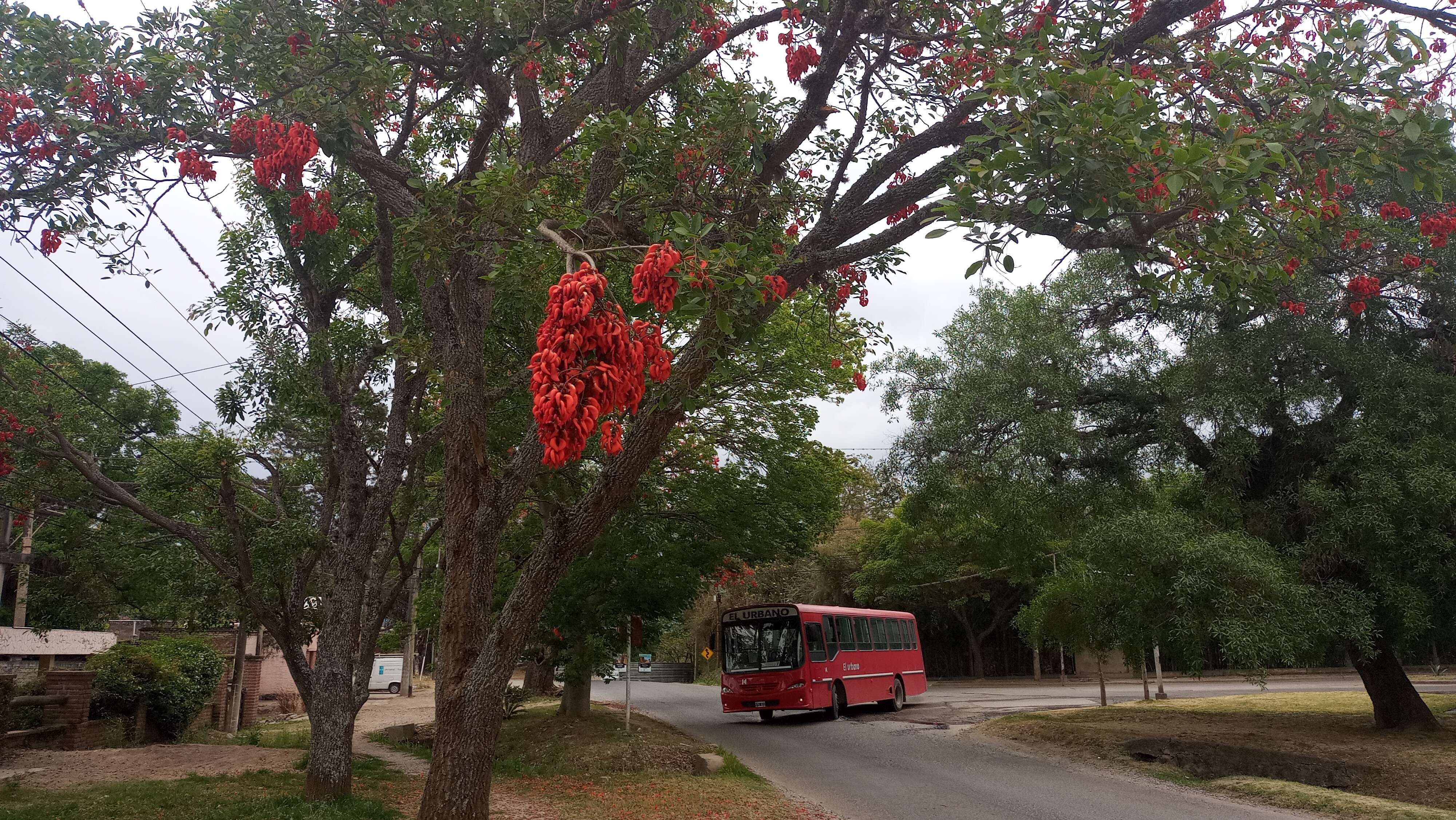 Слика од Erythrina crista-galli L.