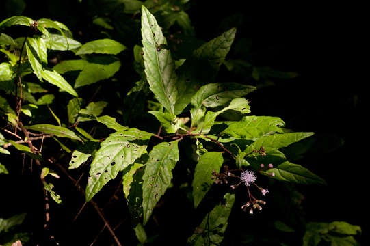 Image of ironweed