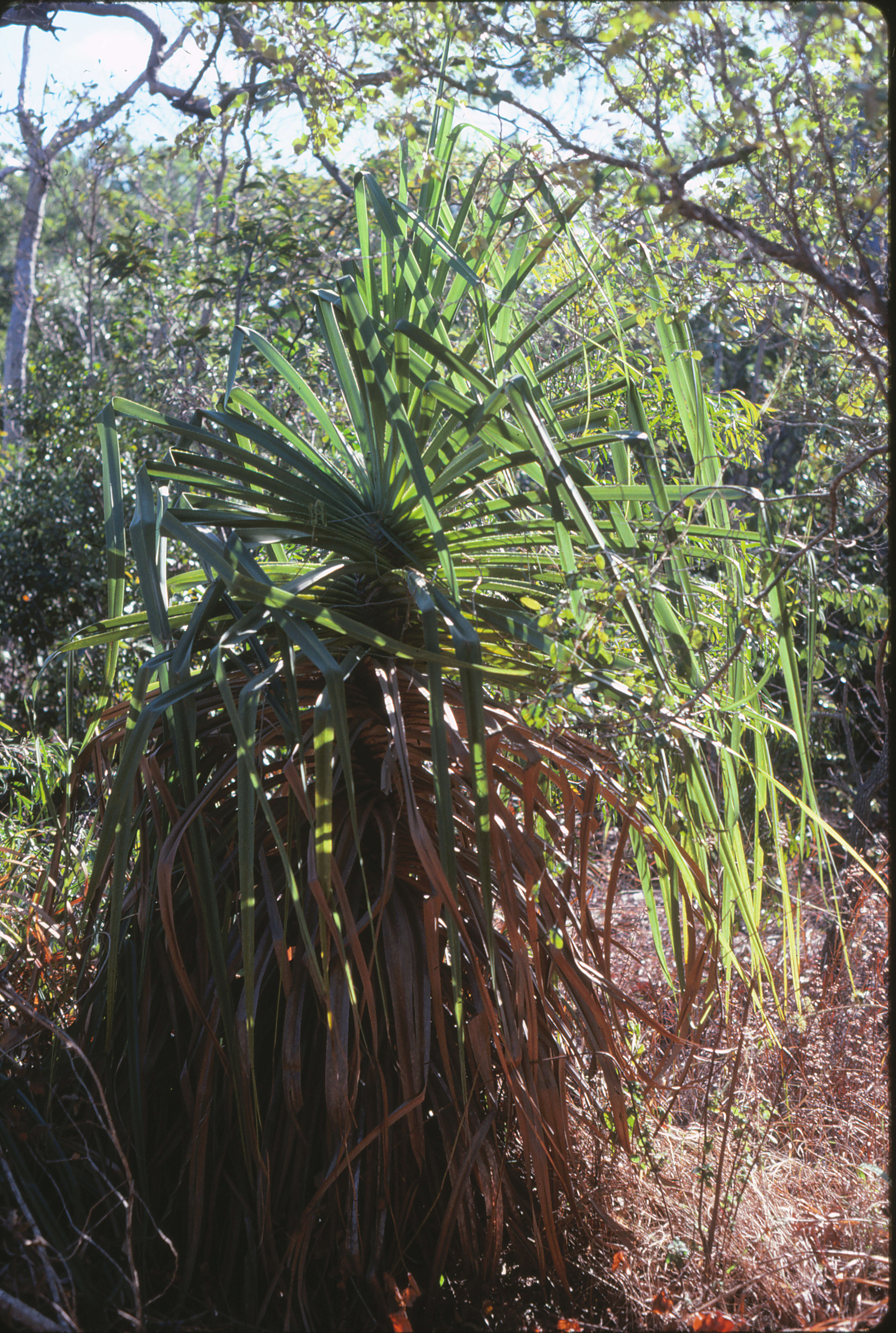 Image de Pandanus cookii Martelli