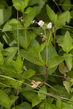 Image of medicineplant