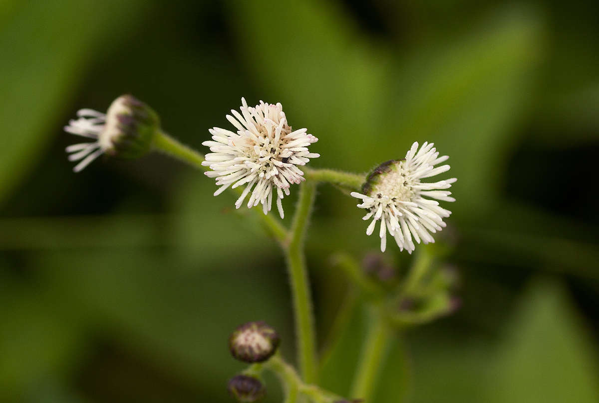 Image of medicineplant