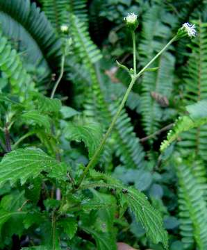 Image of Adenostemma mauritianum DC.