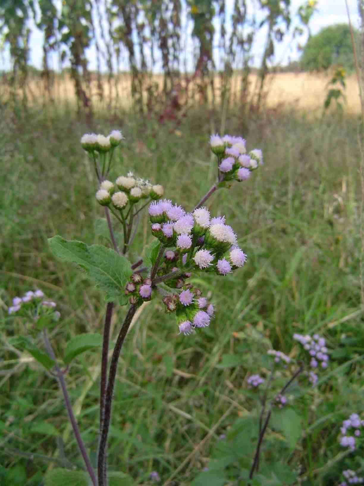 Image of whiteweed