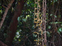 Image of Calamus thwaitesii Becc.