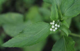 Image of whiteweed