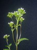 Image of whiteweed