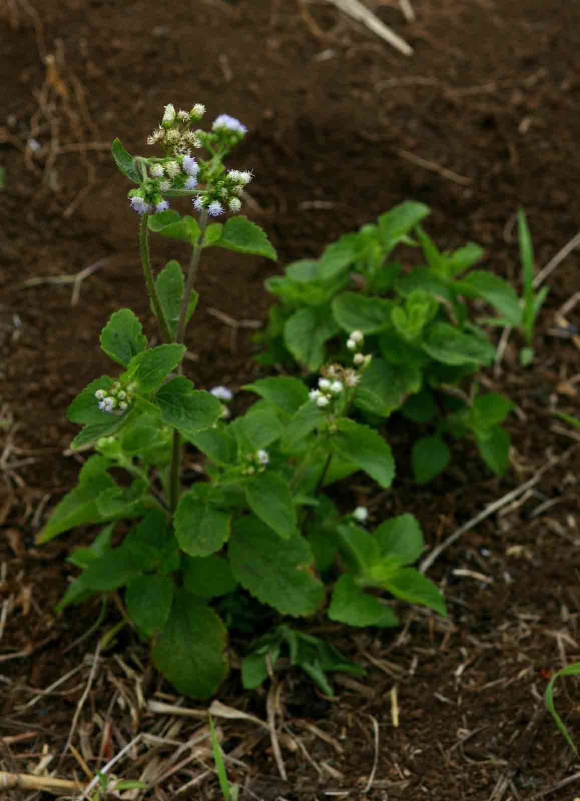 Image of whiteweed