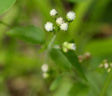 Imagem de Ageratum