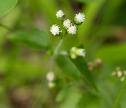 Image of whiteweed