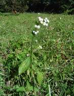 Image of whiteweed