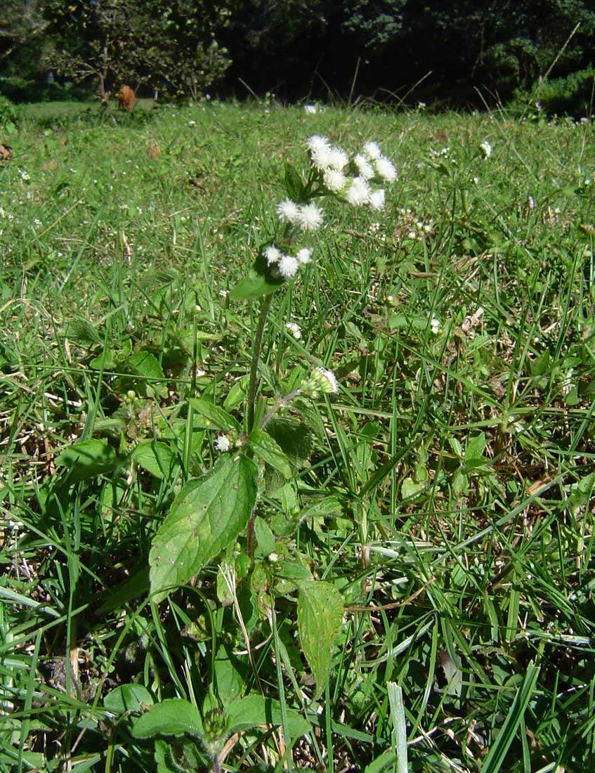 Imagem de Ageratum