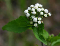 Image of whiteweed