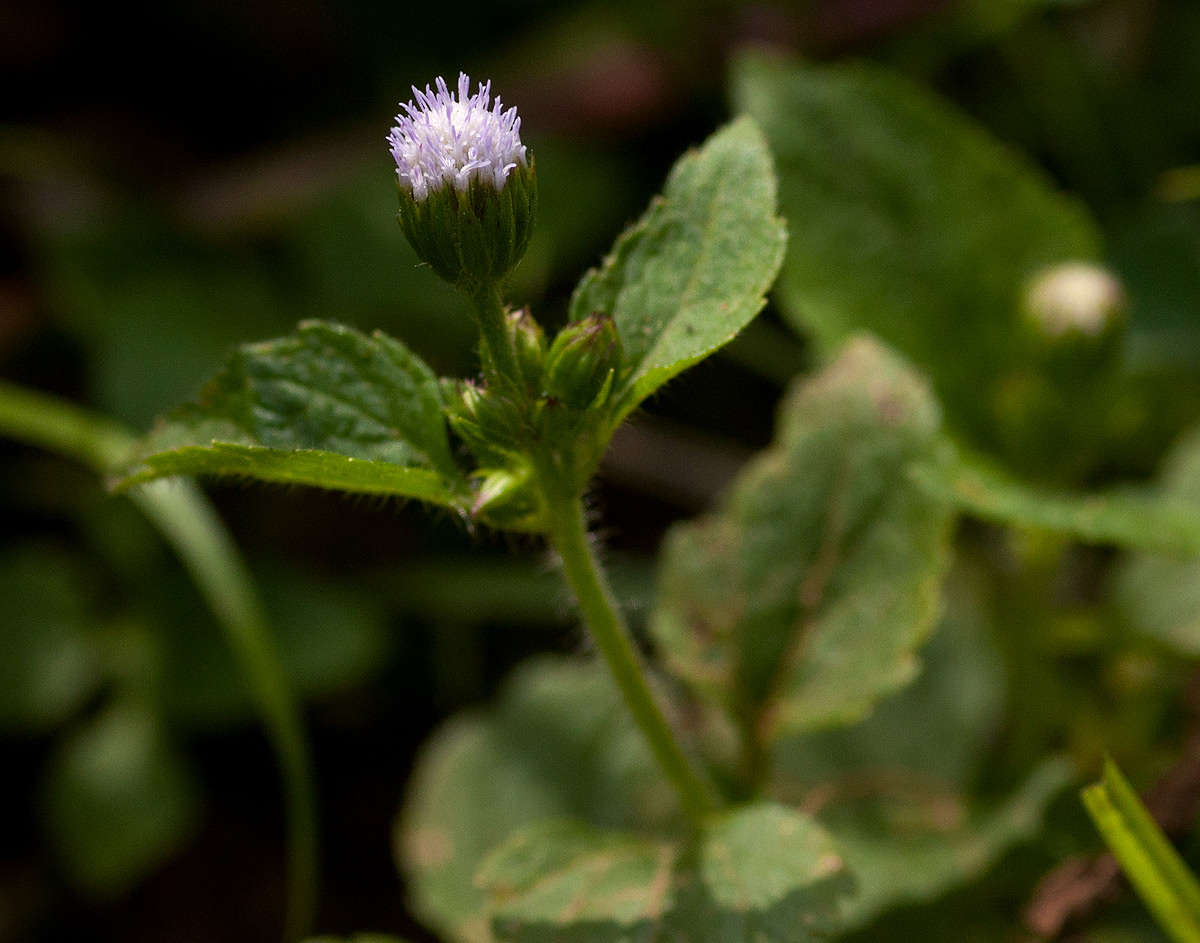 Image of whiteweed