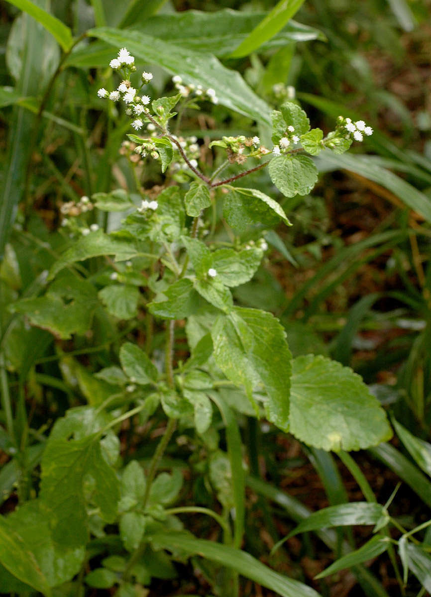 Imagem de Ageratum