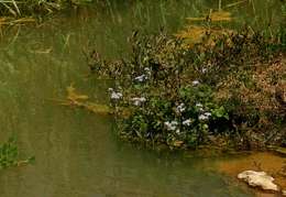 Image of whiteweed