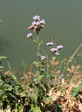 Plancia ëd Ageratum