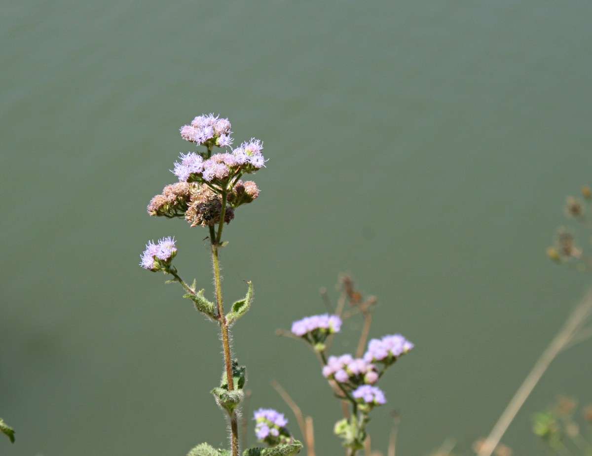 Plancia ëd Ageratum