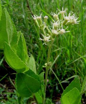 Image of Stomatanthes