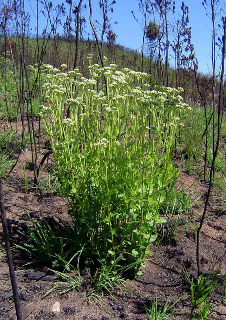 Image of Stomatanthes