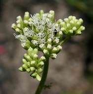 Image of Stomatanthes