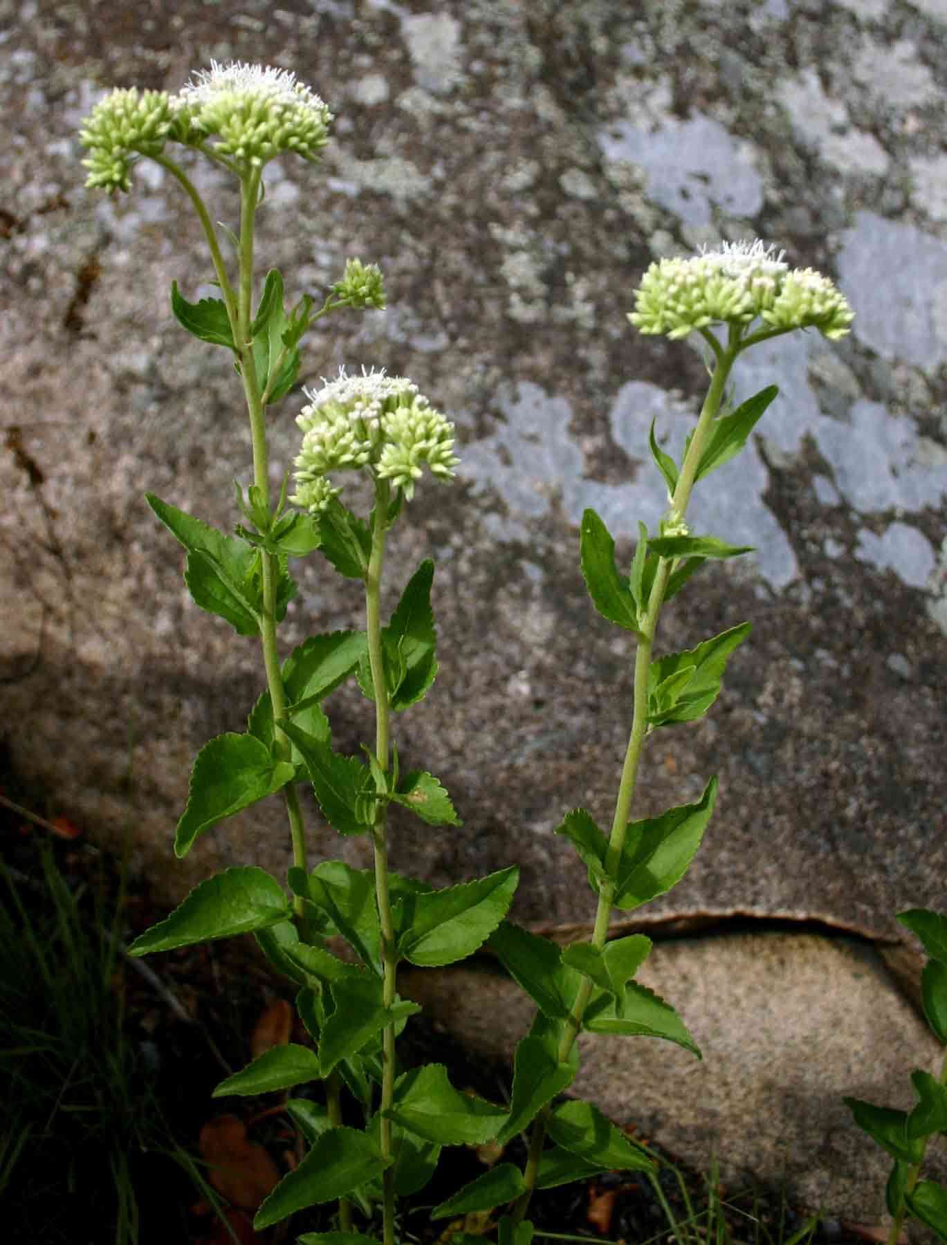 Image of Stomatanthes