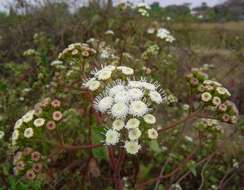 Image of snakeroot