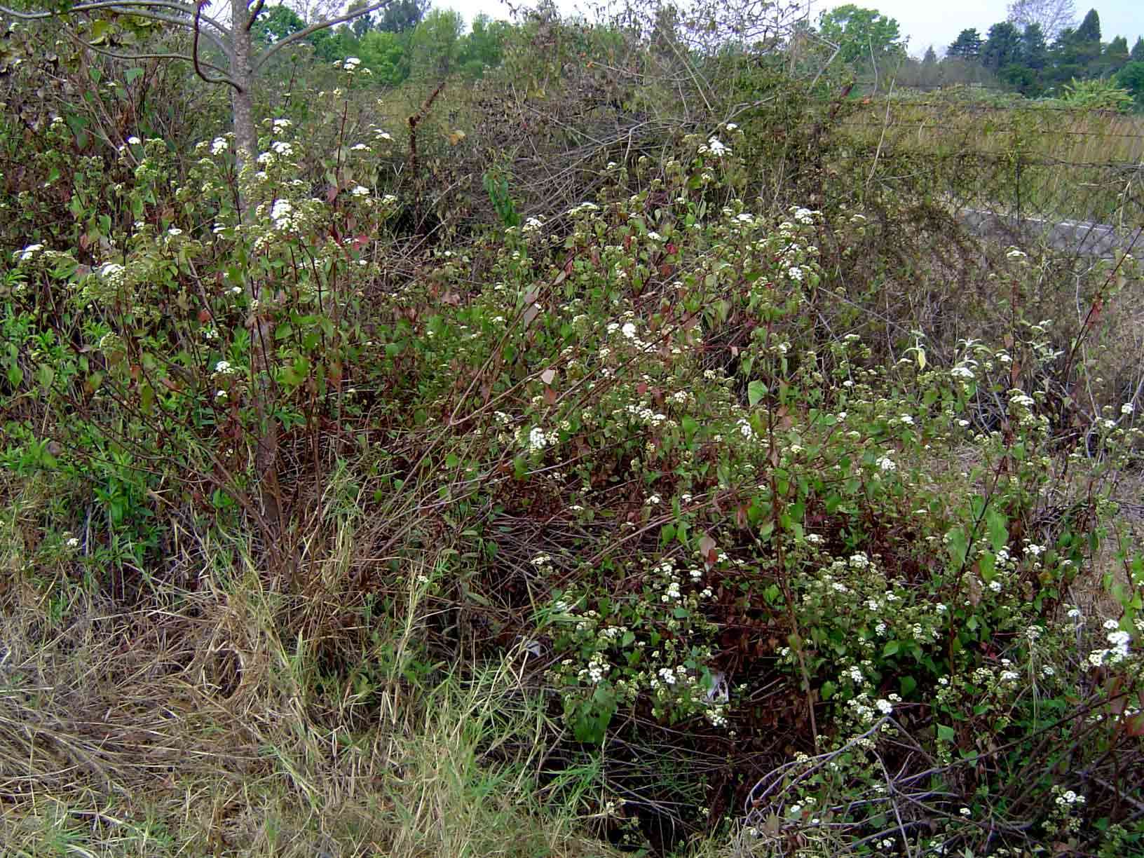 Plancia ëd Ageratina