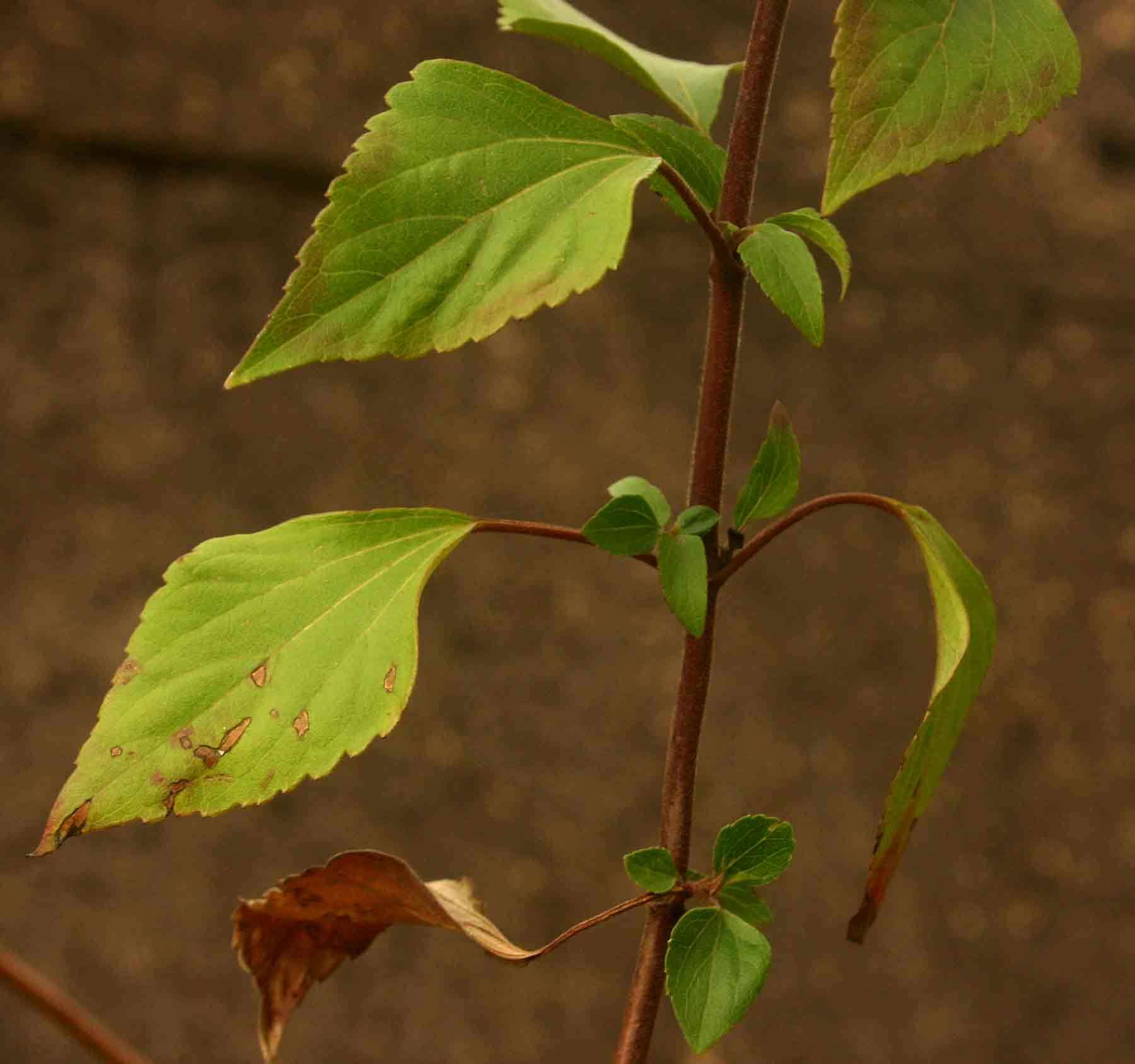 Plancia ëd Ageratina