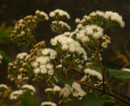 Imagem de Ageratina