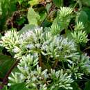 Image of heartleaf hempvine