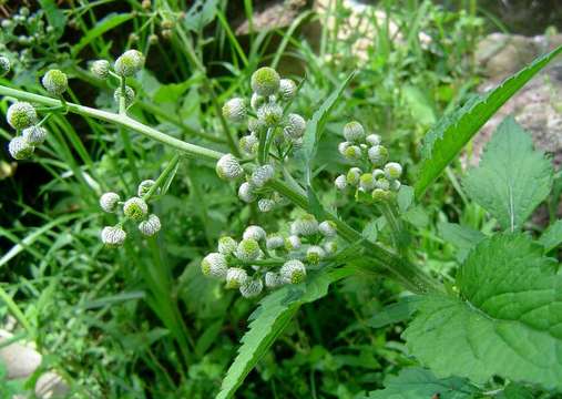 Sivun Dichrocephala integrifolia (L. fil.) O. Kuntze kuva