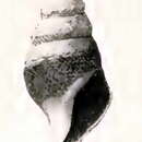 Image of Spirotropis agamedea