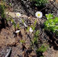 Plancia ëd Afroaster serrulatus (Harv.) J. C. Manning & Goldblatt