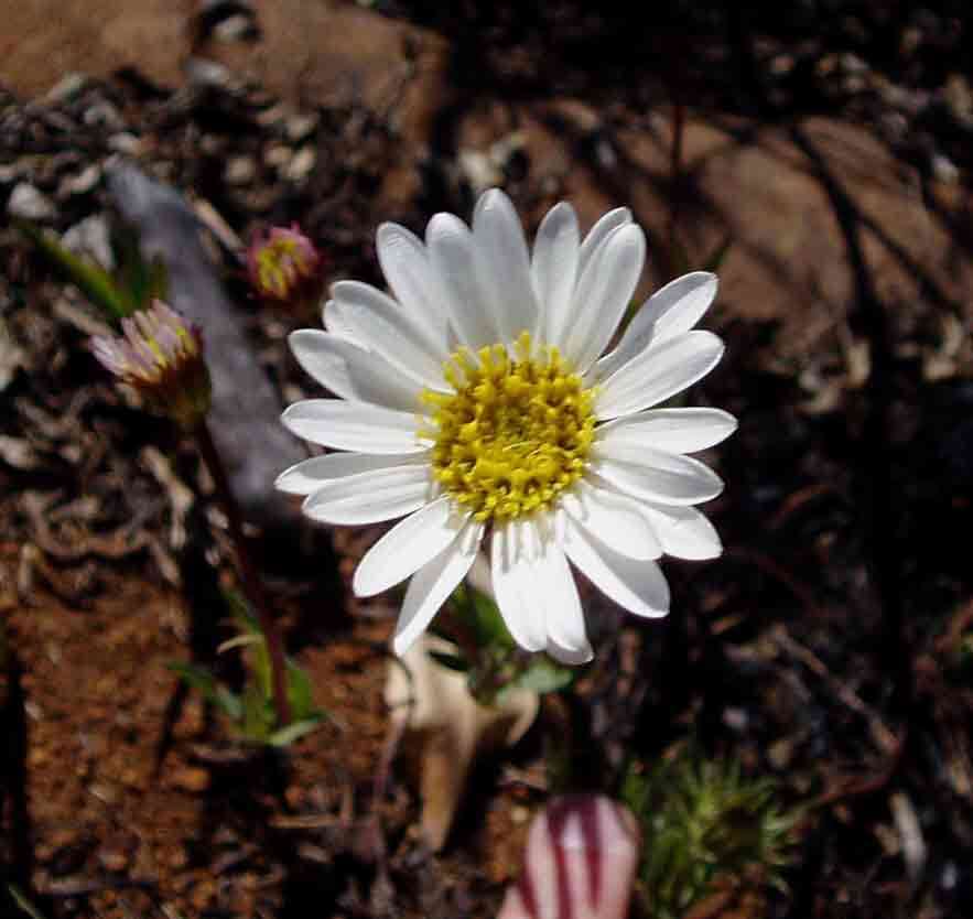 Plancia ëd Afroaster serrulatus (Harv.) J. C. Manning & Goldblatt