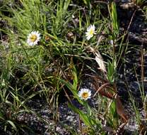 Plancia ëd Afroaster serrulatus (Harv.) J. C. Manning & Goldblatt