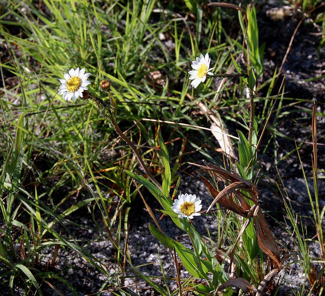 Plancia ëd Afroaster serrulatus (Harv.) J. C. Manning & Goldblatt