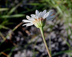 Plancia ëd Afroaster serrulatus (Harv.) J. C. Manning & Goldblatt