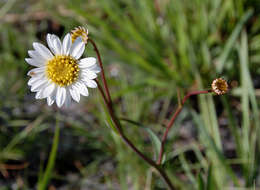 Plancia ëd Afroaster serrulatus (Harv.) J. C. Manning & Goldblatt