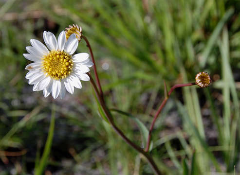 Image of Afroaster serrulatus (Harv.) J. C. Manning & Goldblatt